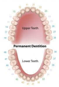 13564386 – dental notation permanent teeth